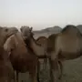 بكره للبيع
