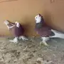  زوج صفاق وذكر  كنق 
