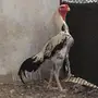 لمربين الدواجن والطيور
