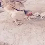 فارسي فاخر
