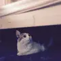 قطه للتبني لعدم التفرغ