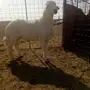 فحل حري طيب جدا لأهل الصنف