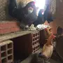 دجاج بلدي 