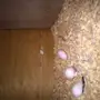 بغبان كروان 