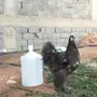 ديك براهما بلو للبيع
