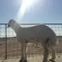 مشروع فحل حري من مراح العاصفات