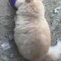 قط شيرازي