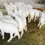 ضان ولد