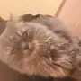 قط شيرازي للبيع 