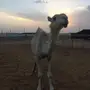 بكره عفراء