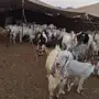 معزا للبيع