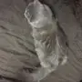 قطة جاههز للتزاوج
