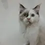 شيرازي انثى جميلة 4 شهور