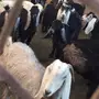معزا طيبه للبيع