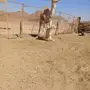 خلفه للبيع 