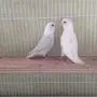 إناث روز