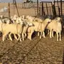 ذبائح حرية مع خدمة التوصيل والذبح 