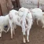 تيس فحل هولندي حار للبيع