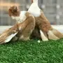 بطريق اصفر مستوه قوي 2017 Tob