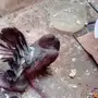 حمام هزازي