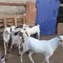 للبيع تيوس بيشيه صنف فيها فحول