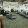 غنم حريه حرش 200