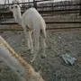 خلفه معها قعود هديه