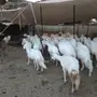 غنم كفو