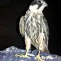 عندي صقر للبيع