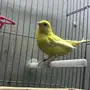كناري ألمانية نادرة - أنثى اصفر ليموني