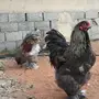 ديك براهما مستوى فاخخر