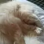 قطة شيرازي وهيمالايا بلو 