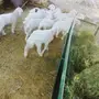 ضان ولد