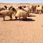 غنم نعيم صنف طيبه