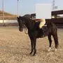 حصان قفز للبيع جده