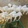 فرصه ضان 12 تحتها 12