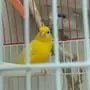 مجموعة كناري 