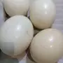 بيض نعام
