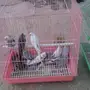 طيور بالجمله منتجه على الشرط