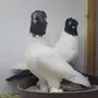 جوز كلرهد ازرق مميز 