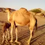 خلفات للبيع