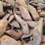 عود بخور سعر تصفية