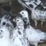 حمام باكستاني للبيع 