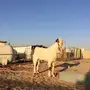 تيس للبيع 