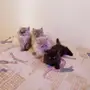 قطط للبيع