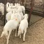 خرفان للبيع