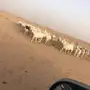 مراح حبص منوة القناي 