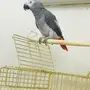 كاسكو افريقي 