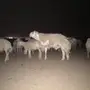 للبيع  غنم حريه طيبه بالحيل فوق المقنوي 