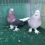 جوز تركي